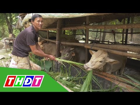Video Nông dân Tam Nông nuôi bò cho thu nhập cao | THDT - youtube
