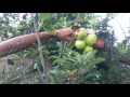 Cosechando manzanas en el tropico de San Sebastian Puerto Rico