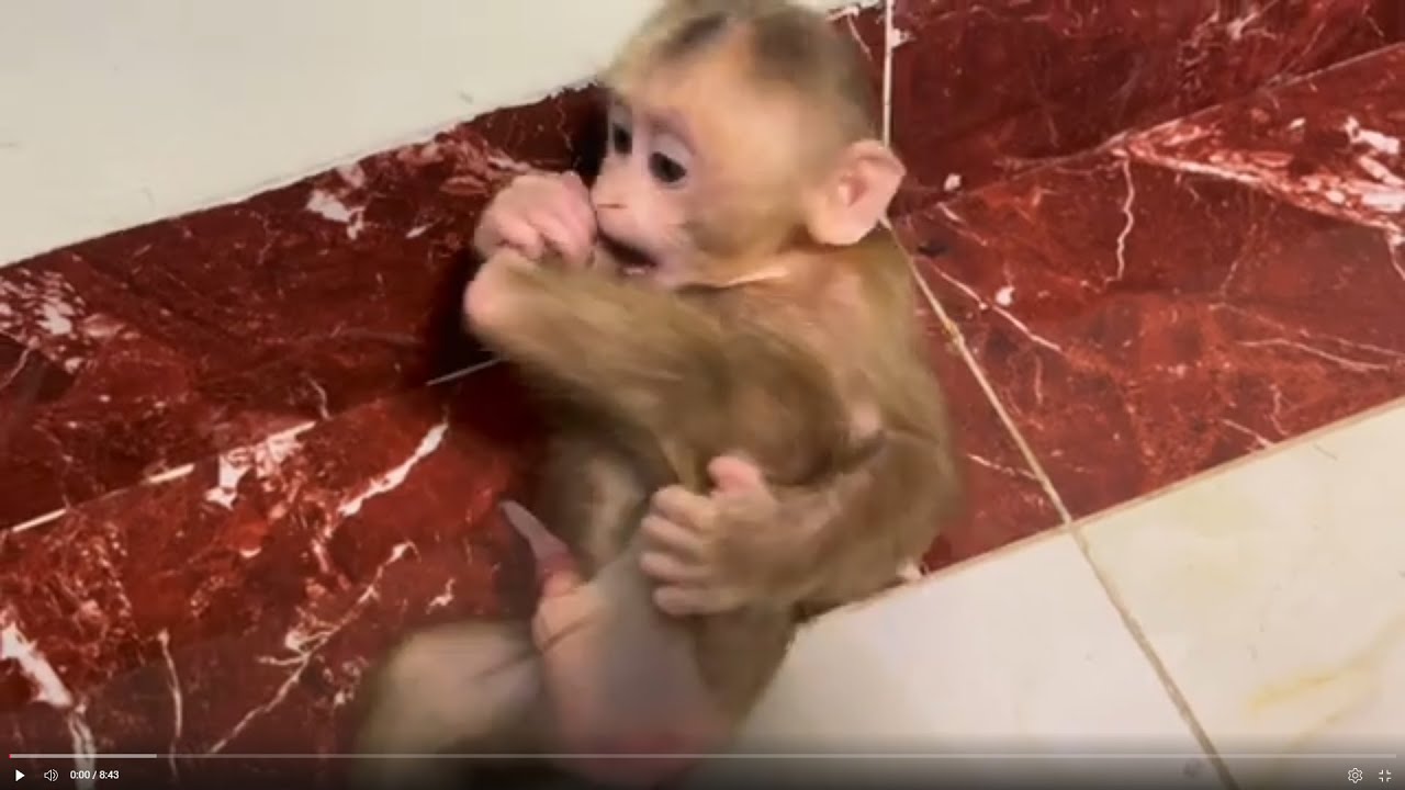 Baby monkey Miker eating grapes
