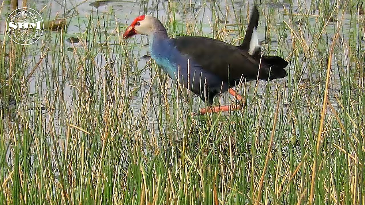 นกอีโก้ง (Purple Swamphen )Porphyrio porphyrio(Linnaeus, 1758) 