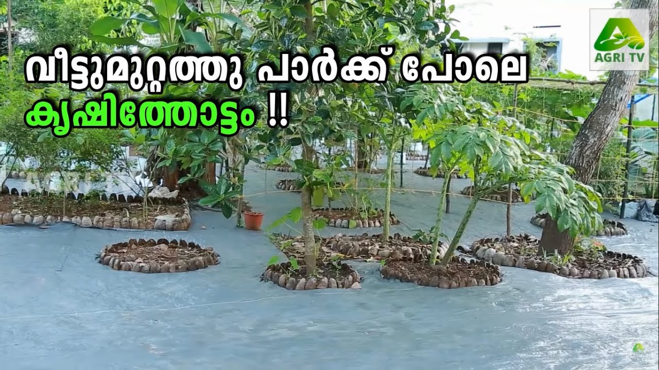 വീട്ടുമുറ്റത്തു പാർക്ക് പോലെ  കൃഷിത്തോട്ടം  ! | BEAUTIFUL KITCHEN GARDEN KERALA