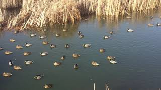 #tiktok #شکار #hunting #ördek #مرغابی green-headed ducks,aerobichunting seasonمرغابی#شکارگاه#هوازنی#
