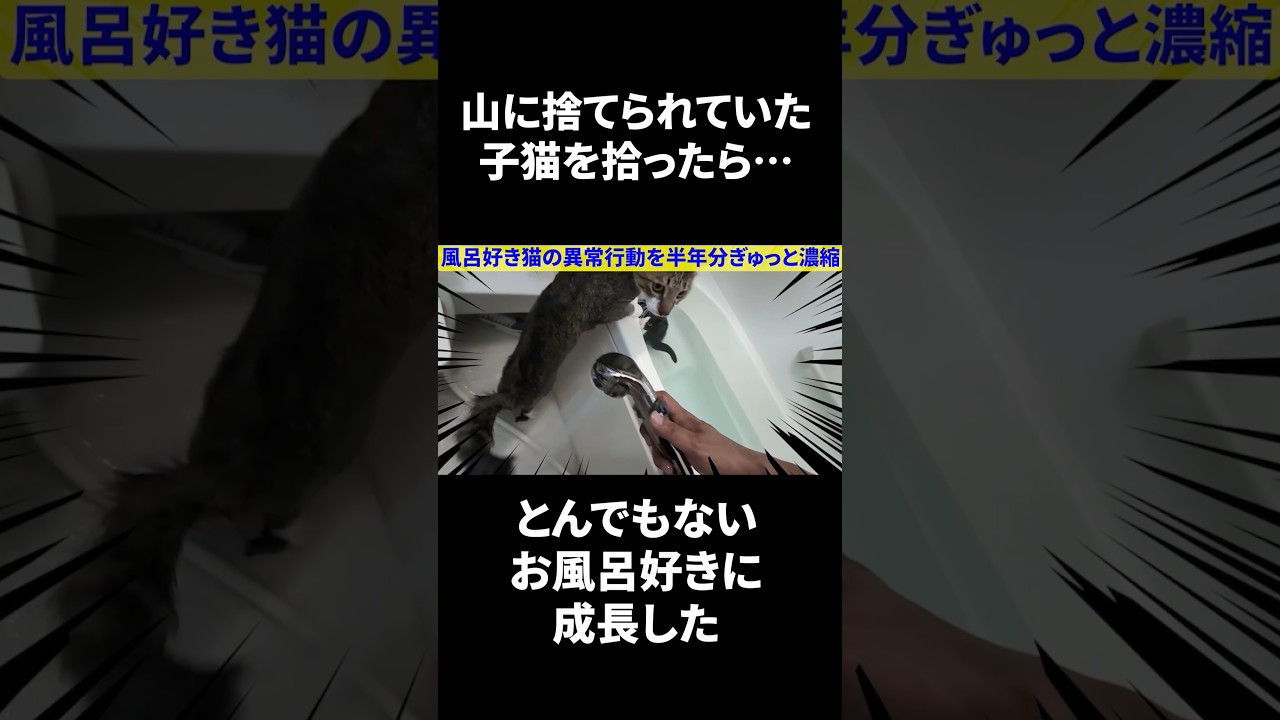 お風呂が好きすぎて自らダイブする進化系保護猫の異常行動 #Shorts #猫 #保護猫 #お風呂猫 #おもしろ猫 #猫は小判