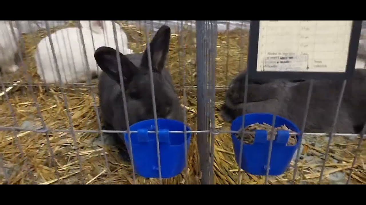 Iepure Vienez Albastru Alb Gri Iepure Neozeelandez Alb Rosu și Iepurele de Cluj