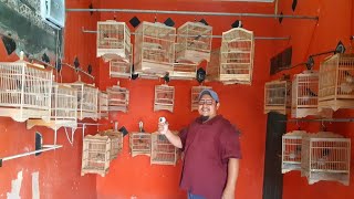 Peternakan Murai Batu Asli Sumatera