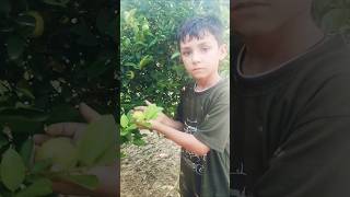 The Little Child Plucked So Many Lemons 🍋 Resimi