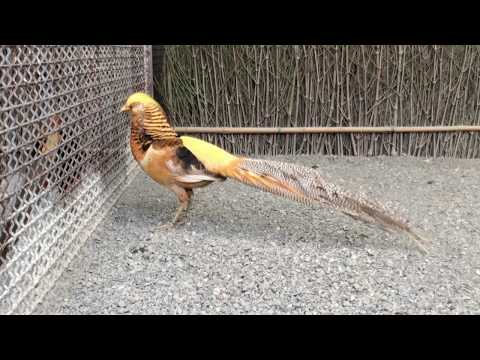 鳥類圖鑑 黃金雞 Chrysolophus pictus