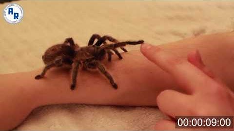 Tarantula Body Movements, Mannerisms, Spider Body Mechanics ~ Animation References