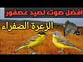 أفضل صوت لصيد عصفور الزعرة الصفراء 2022 أفضل صوت لصيد عصفور الزعرة الصفراء 2022