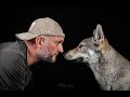 Собака породы Чехословацкий влчак в прямом эфире телеканала Прямий