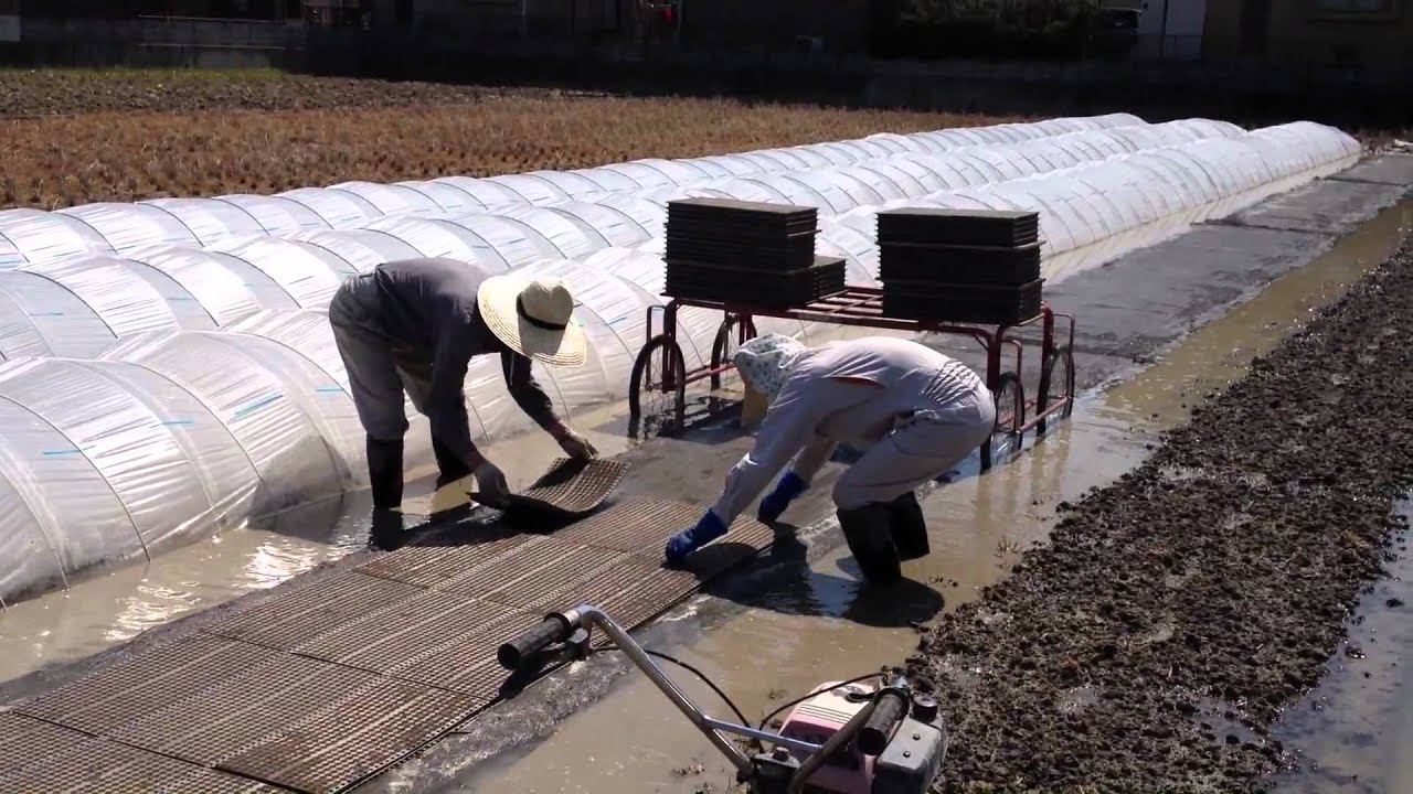 無農薬栽培の絶対条件！健苗を作る。苗代編。 - YouTube