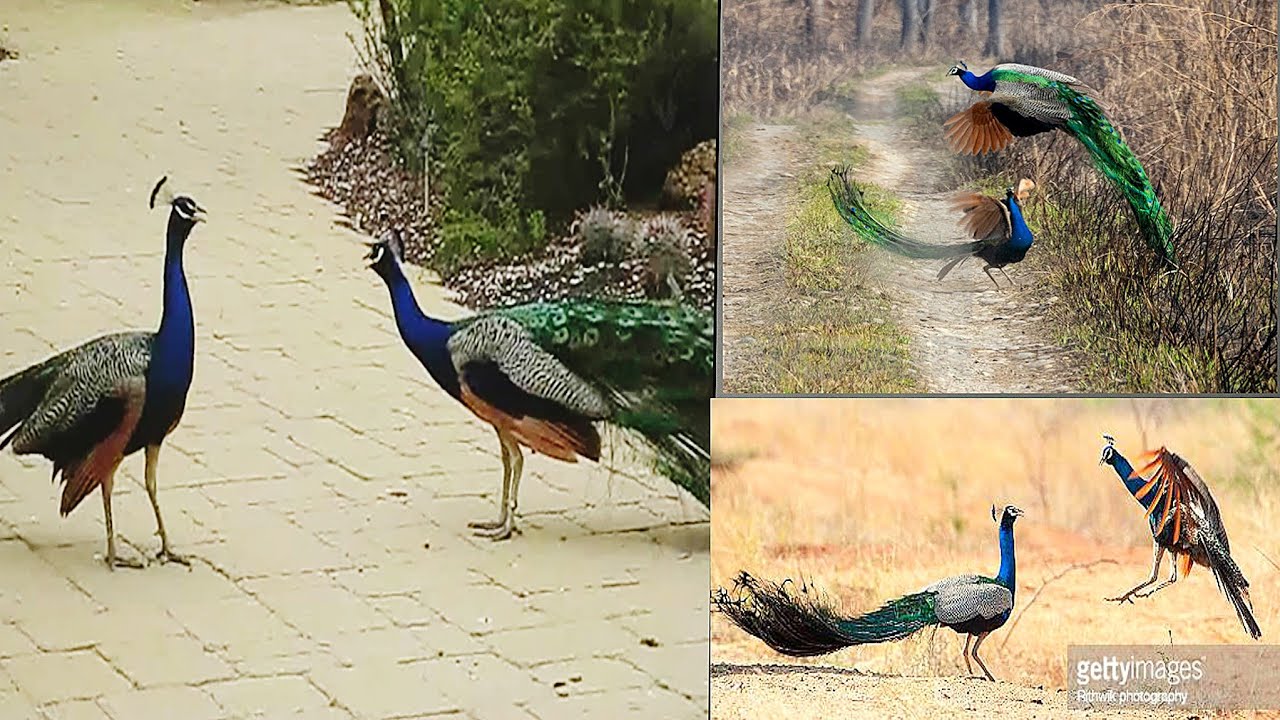 Peacock fighting video peacock flying mor ke fight Top Pets Tv