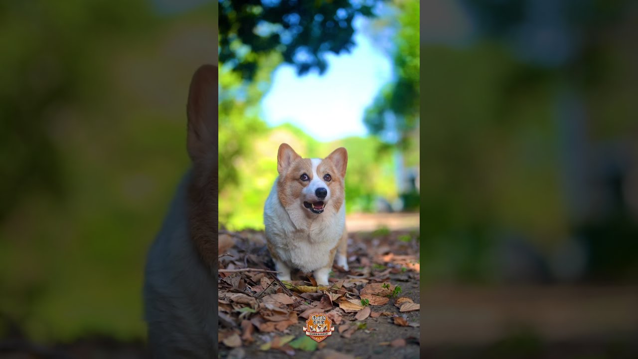 月中了，酒酒退休樹下乘涼｜多多勤跑業務｜大大持續吃土