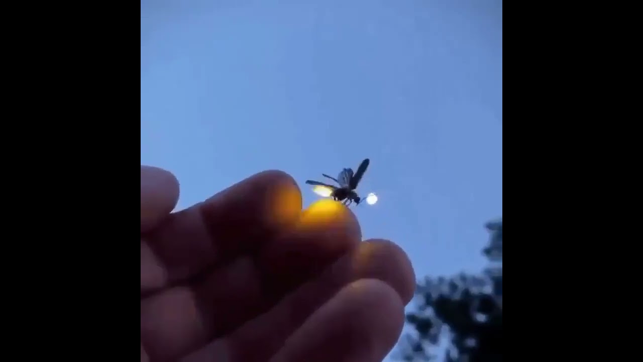 Firefly taking off