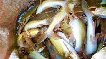 MÓN TRÊN RỪNG, DƯỚI SUỐI • Kiếm Ăn Trong Rừng • Tập 2