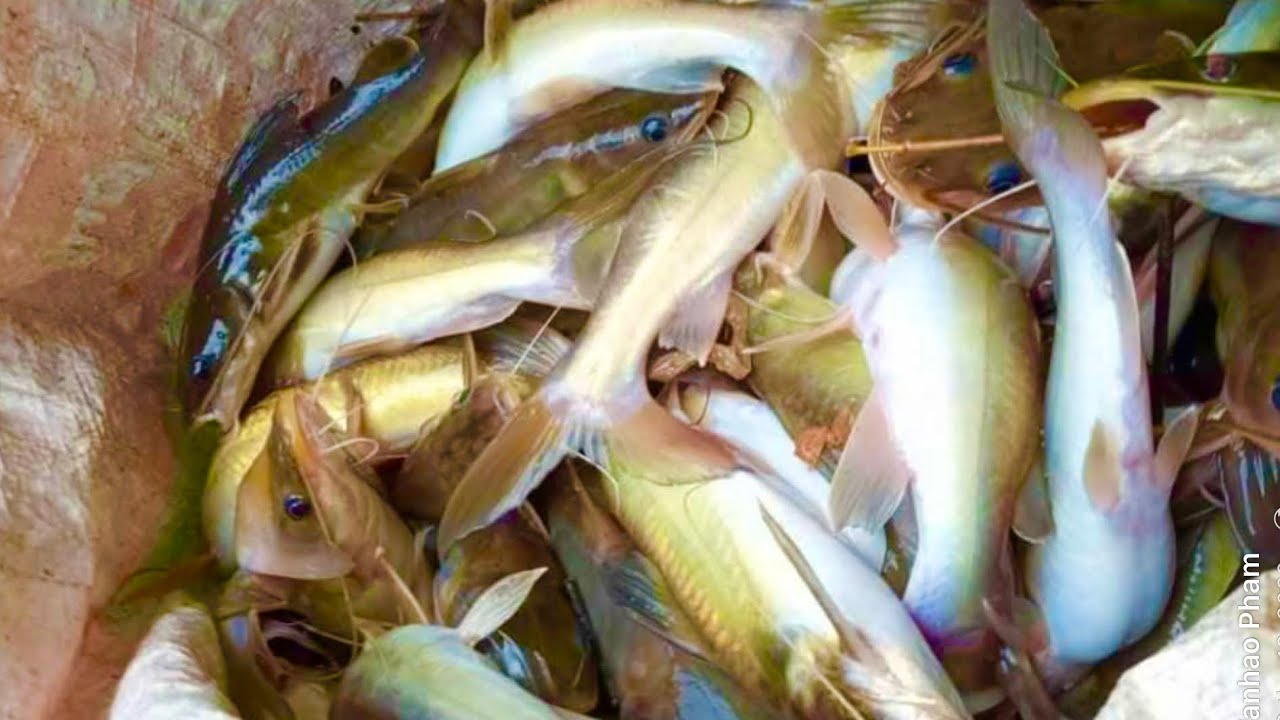 MÓN TRÊN RỪNG, DƯỚI SUỐI • Kiếm Ăn Trong Rừng • Tập 2