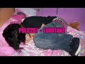 EUROTANZ - Puls207 ||Lyrics|| 