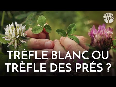 Vidéo: Quels trèfles sont comestibles ?