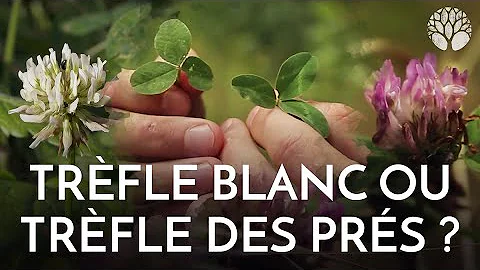 Est-ce que le trèfle est comestible ?