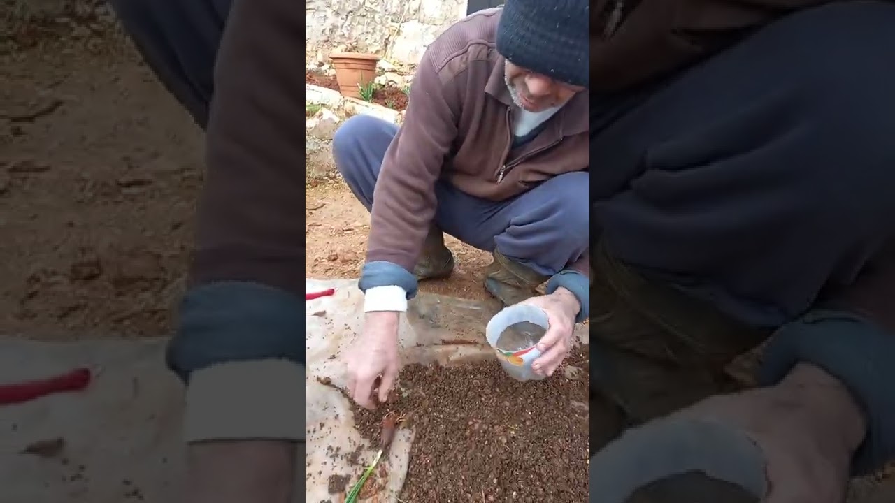 زراعة بصيلات النرجس