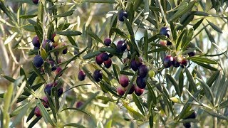 Delish - Olives