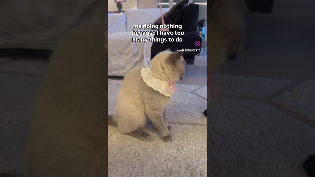 British Short Hair Cat in Pink Ribbon Era 