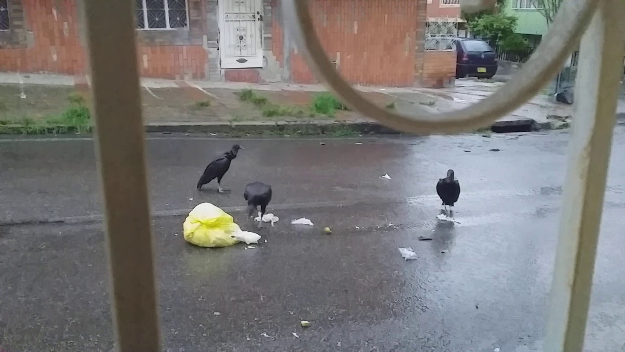 TIK TOK GALLINASOS NEGROS ROBANDO Y HURTANDO