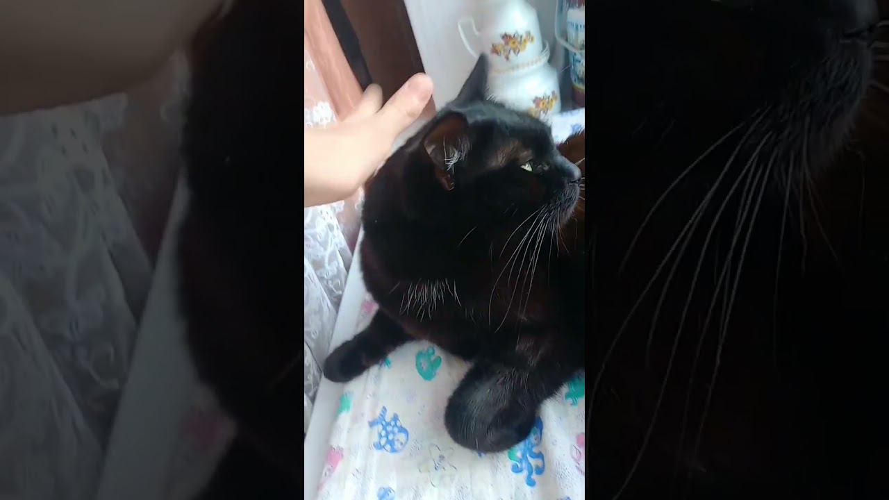 описание съел кот