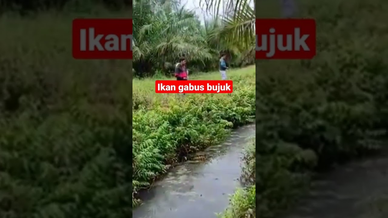 Ikan gabus bujuk spot parit gambut