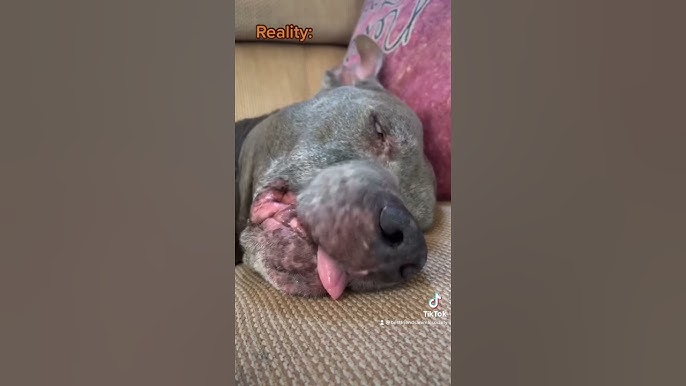 Pitbull dog expectation vs. reality - YouTube