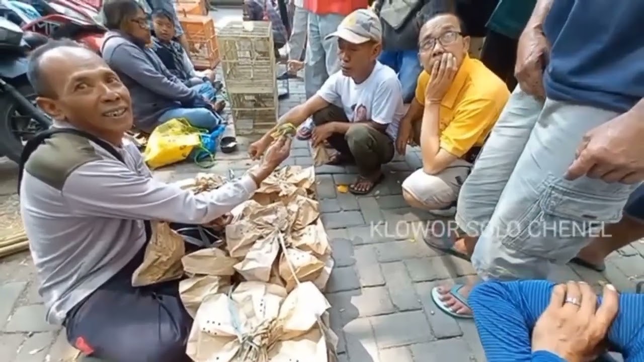 Terbongkar sudah harga burung jawa  cek harga burung murah 
