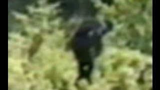 Top 5 Possible Bigfoot Photographs (April 2014)