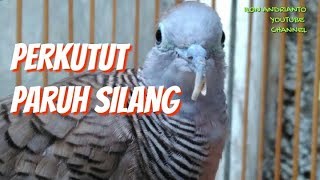 Perkutut paruh silang
