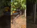 Traktorski trimer (eko četka) za voćnjake i vinograde - Kadioglu KDT100