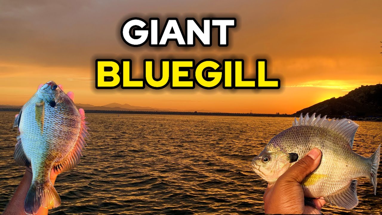 Lake Perris Fishing Got Weird After the First Bluegill