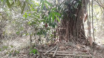 poj qaib seev thiab tsauj nawb 3/2/2023