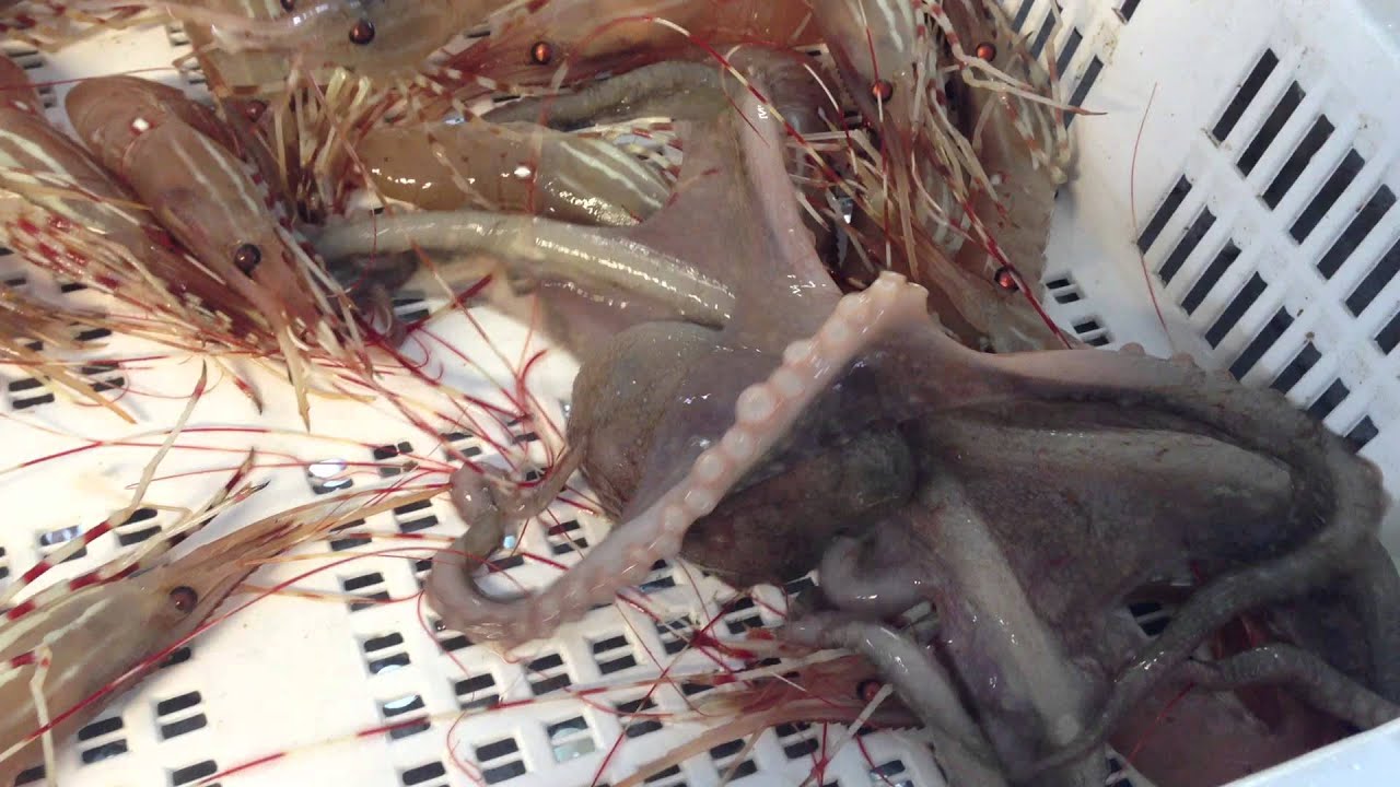 East Pacific Red Octopus