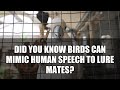 5 Unusual Bird Behaviors That Will Creep You Out #shorts