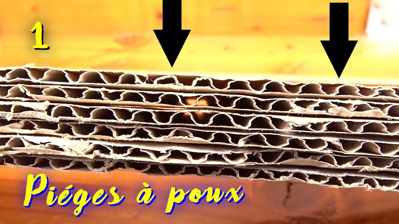 Вши куриные вши 1. Бесплатно и легко. Гнездо.