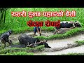यसरी हुन्छ पहाडको बेंसी खेतमा रोपाई | Dhan ropai || Paddy planting || solukhumbu| Nepal