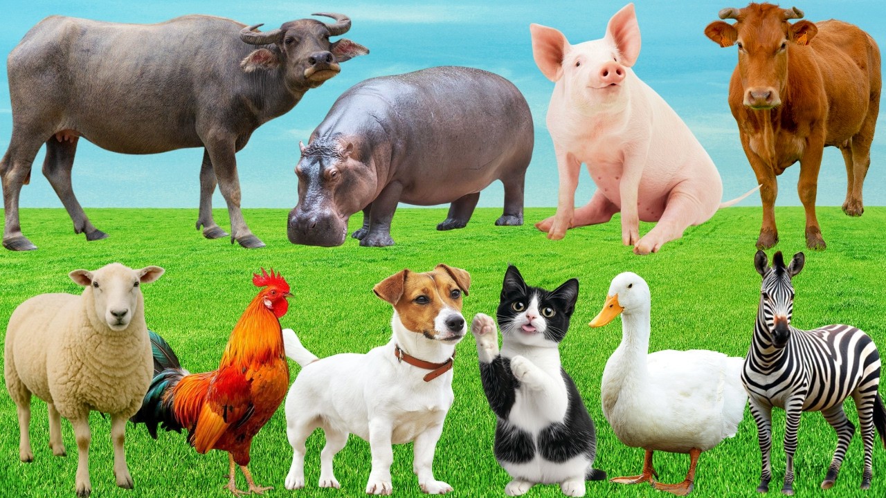 🎶Sân Khấu Đồng Quê 