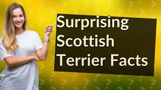 What Are the Top 10 Surprising Facts About Scottish Terriers?