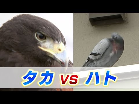 「団地に棲みつくハト」を追い払え！やって来たのは「鷹匠 ...