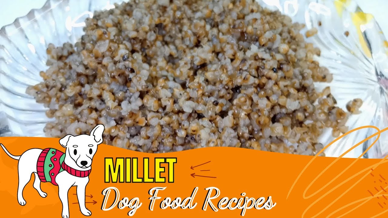 What is Millet in Dog Food? 2