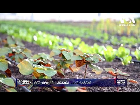 ნიუ-იორკის მწვანე სახურავები