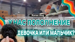 Пополнение/Девочка или мальчик?/Гольф/Подарки в садик/ Новый маникюр  #кореявлог #koreavlog