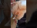 Hen's baby 🐥😂🤣🤣 #explore #viral #funny #trending #cute