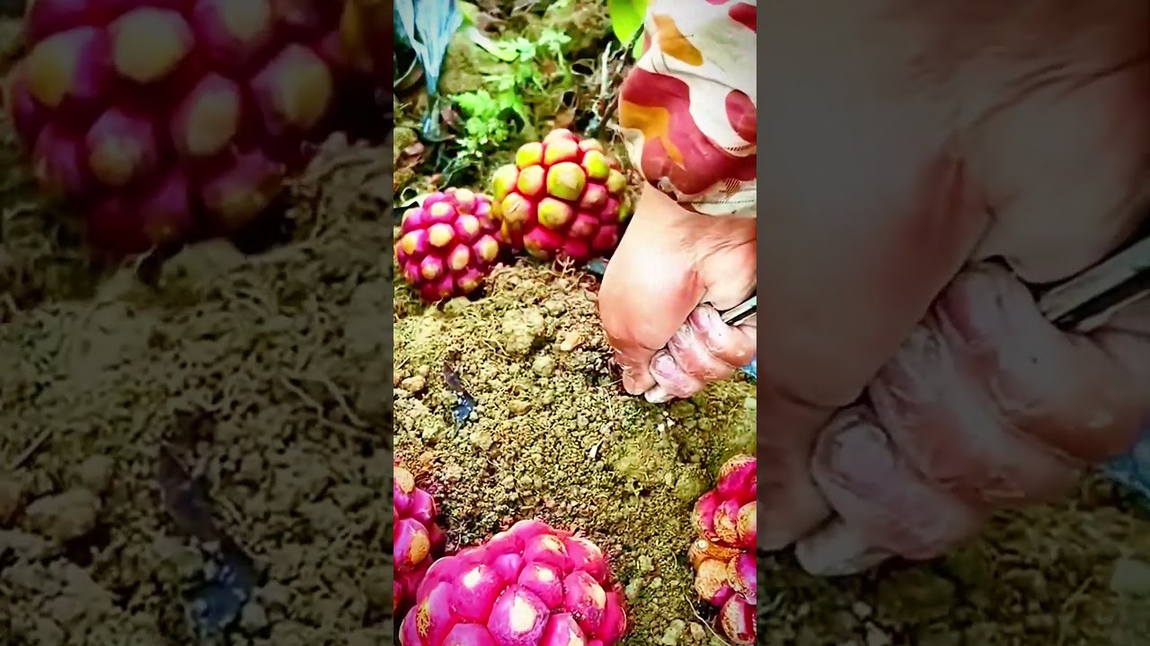 Unique technique of removing plants from the roots 