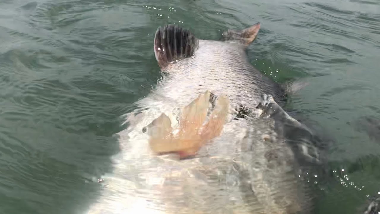 GAK MASUK AKAL TAPI MEMANG NYATA!! Mancing kakap putih-Barramundi