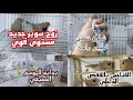 بداية التكاثر الصيفي وشلون نريح طيور الشتاء اشتريت زوج فنجس سوبر جامبو مستوى الفناجس تحولن للقفص